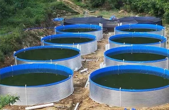 Các bể cá nuôi cá 20M D 1.20M H