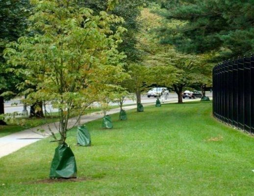 Green 25 Gallon Tree Watering Bags Để tưới cây mới trồng
