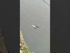 Mồi câu cá giả bơi toàn lớp, mồi giả nước mặn và nước ngọt