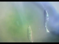 Mồi câu cá bằng nhựa BGO mắt 3D chìm, tám khớp nối