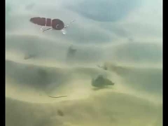 Mồi câu giun máu, bơi toàn thân, mồi nhử cá chép, nhiều khớp