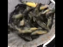 Bể Bạt PVC Nuôi Cá Có Khung Sắt Mạ Kẽm